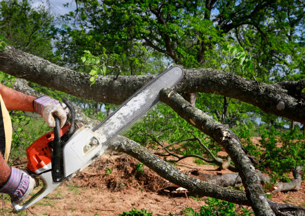 Best Tree Removal  in Carlin, NV